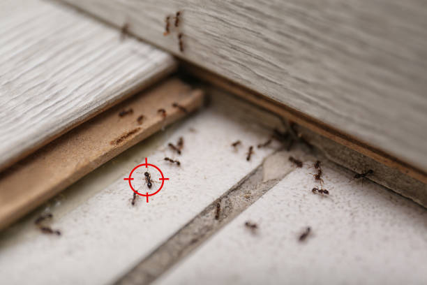 Pest Control for Restaurants in Sully Square, VA