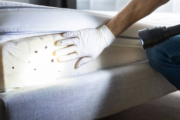 Best Local Pest Control Services  in Sully Square, VA
