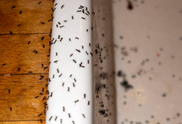 Best Pest Control Cost  in Sully Square, VA