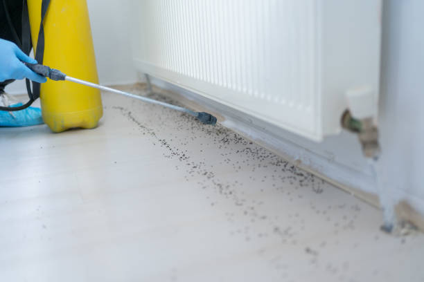 Best Emergency Pest Control  in Sully Square, VA